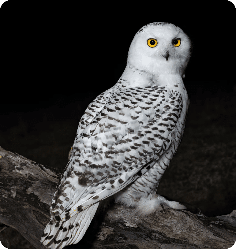  AIMAGE Stabilization Engine (CIPA 5.5 Level)